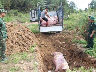 APPE đồng hành cùng người chăn nuôi trong công tác phòng chống dịch tả Châu Phi.